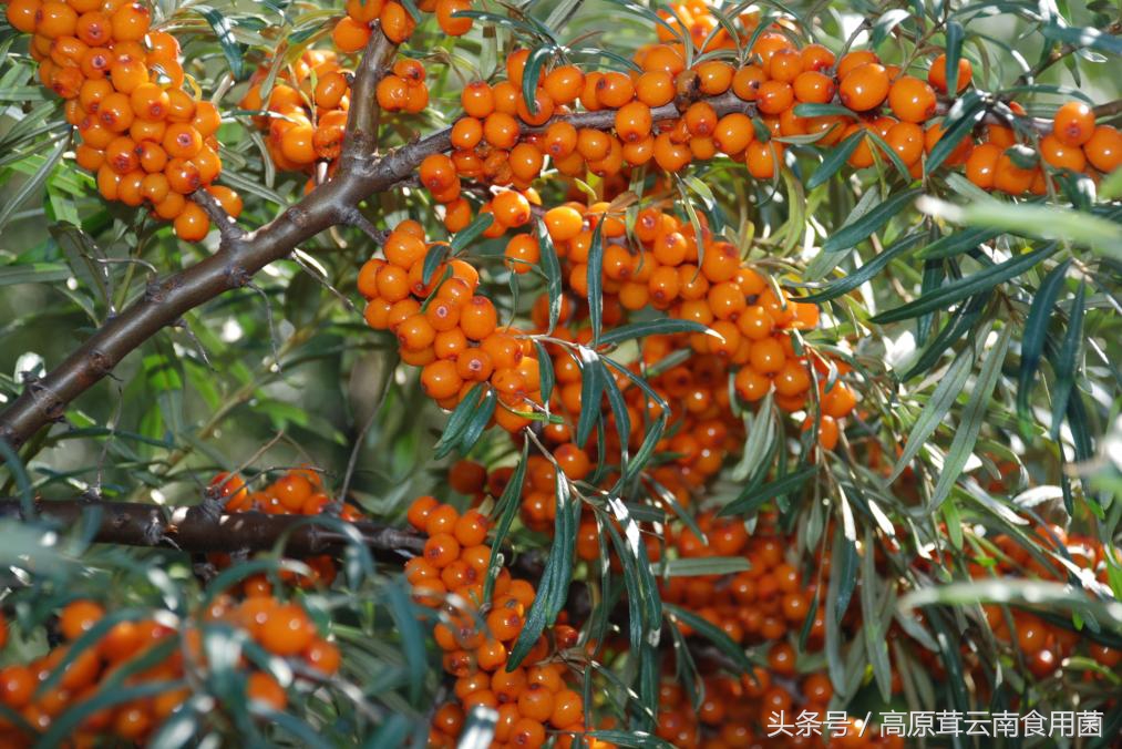 东北中药材种植什么品种前景好点,适合东北种植的中药材有哪些品种