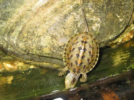 新手养龟的十大注意事项,养龟新手必须知道的两个关键点