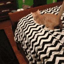 睡前喝一杯茶叶水好吗,睡觉前泡一杯茶