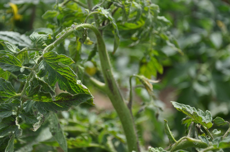 番茄低温症状和病毒病的区别,番茄花叶病毒病症状