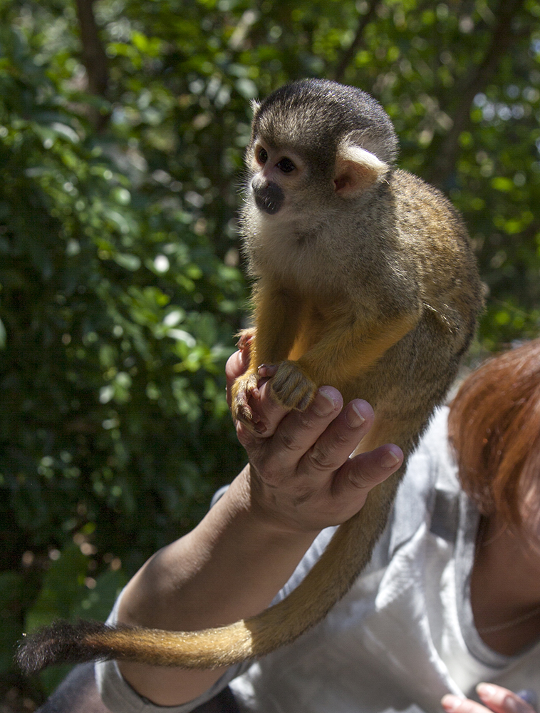 日本喜欢泡温泉的动物,日本爱泡温泉的狗子