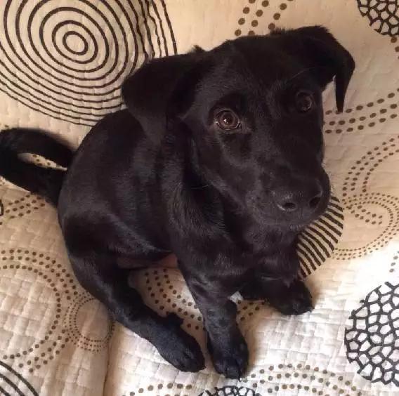 上海嘉定哪里有免费领养狗,瑶海区附近最近的宠物领养