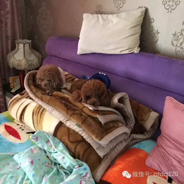 泰迪妈妈生了几个孩子,泰迪接生的过程