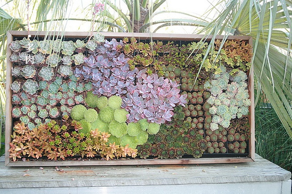 多肉张狂起来,狂野型多肉