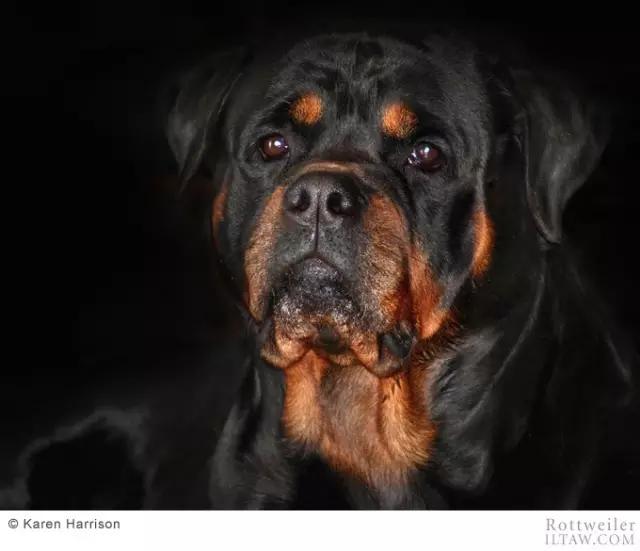 德国犬种罗威纳犬图片,动物世界家禽篇