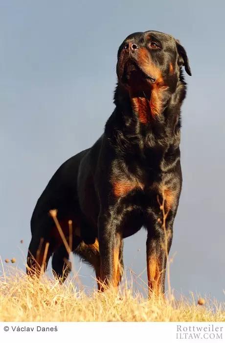 德国犬种罗威纳犬图片,动物世界家禽篇