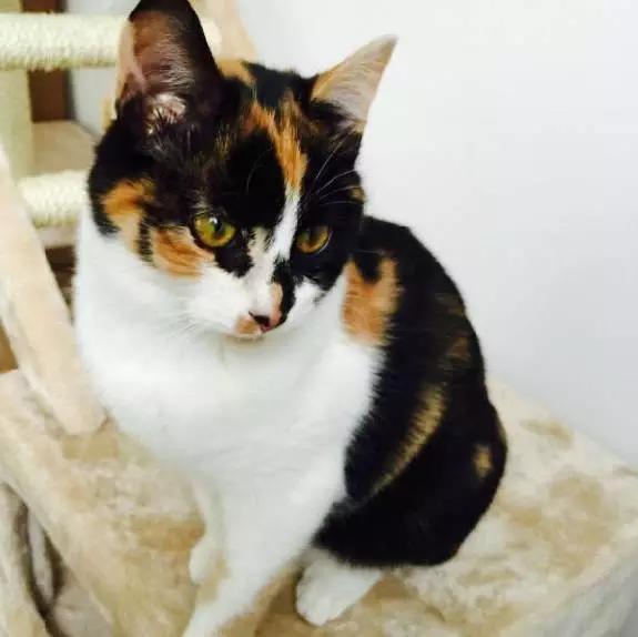 2022上海宠物领养中心官网,上海宠物领养日申请领养概率