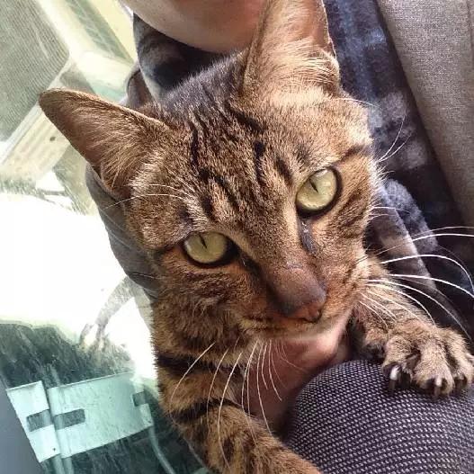 「3月上海领养」给流浪的它们一个温暖的家！