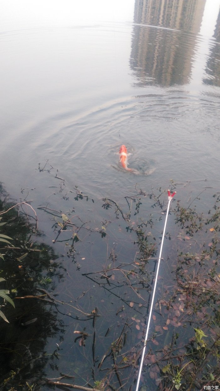 锦鲤迎春鱼跃龙门,锦鲤观赏鱼鸿运当头