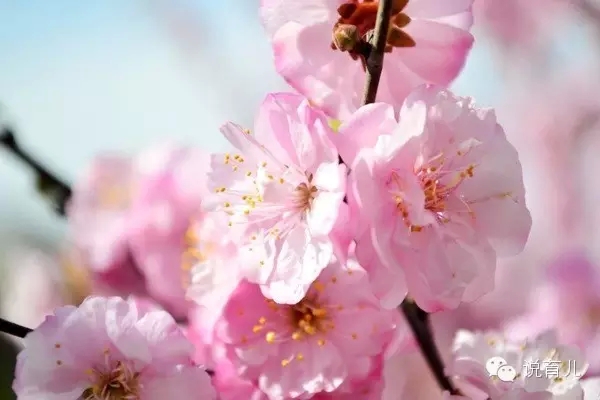 宝宝玩耍突然晕厥,婴儿一去公园就起疹子