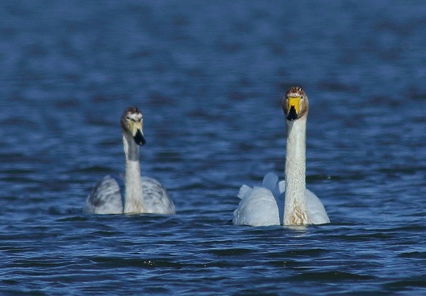 白石水库看天鹅最佳位置导航,白石水库看天鹅2020