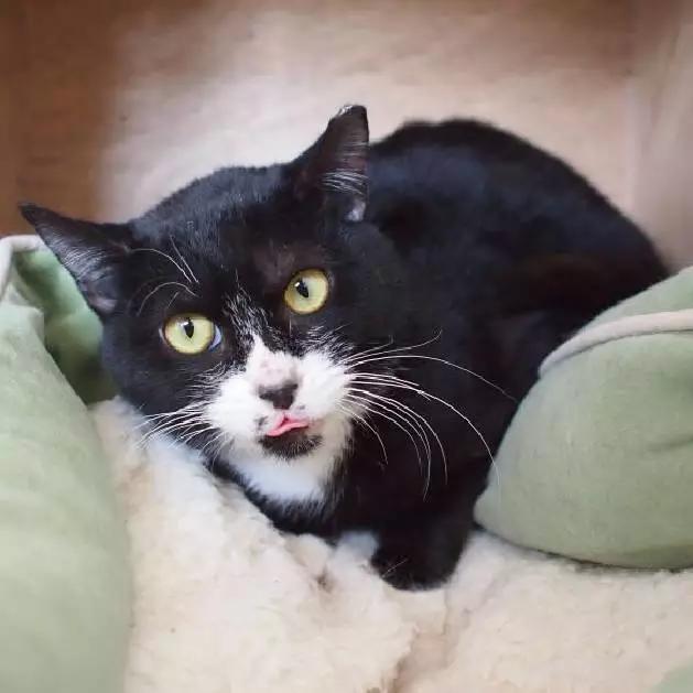 上海嘉定哪里有免费领养狗,瑶海区附近最近的宠物领养