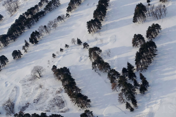 尼亚加拉珍稀冰酒,尼亚加拉冰酒