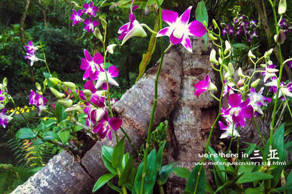 三亚五天四晚旅行团爱上海岛,三亚3天两晚够不够