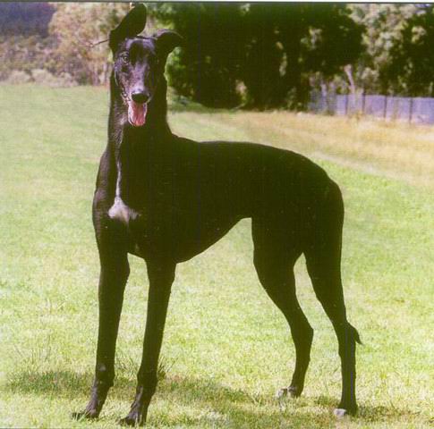 世界上跑得最快的格力犬叫什么,格力犬界的各大名犬