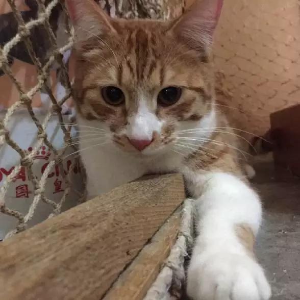 上海猫咪领养虹口,喵小汪宠物领养