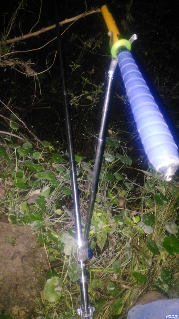 锦鲤迎春鱼跃龙门,锦鲤观赏鱼鸿运当头