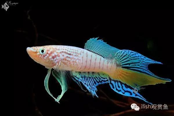 鱼可爱卡通画,鱼卡通可爱