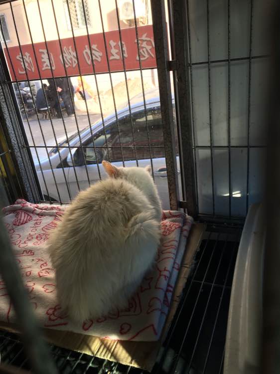 垃圾桶旁边的小猫，我走进了冲着我叫却叫不出声音，只能嘴巴动！