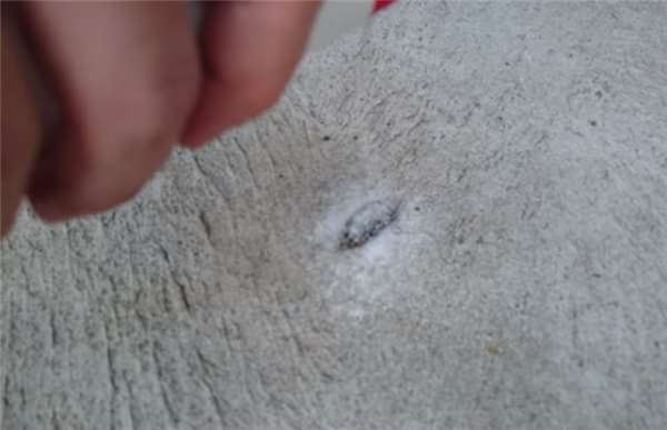 如果让水蛭吸饱血会怎么样,水蛭吸到我们身上会有什么反应