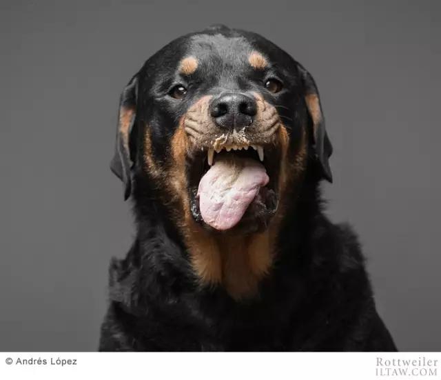 赛罗的宠物罗威纳犬,罗威纳犬犬种