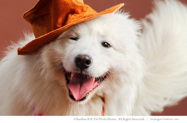 德牧羊犬有化脓皮肤病怎么办,德牧皮肤病类型及治疗