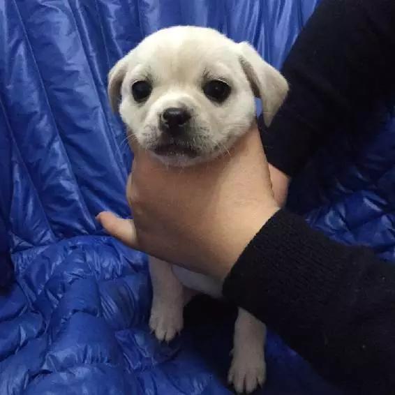 上海市领养流浪动物的地方在哪里,上海市领养小猫的地方