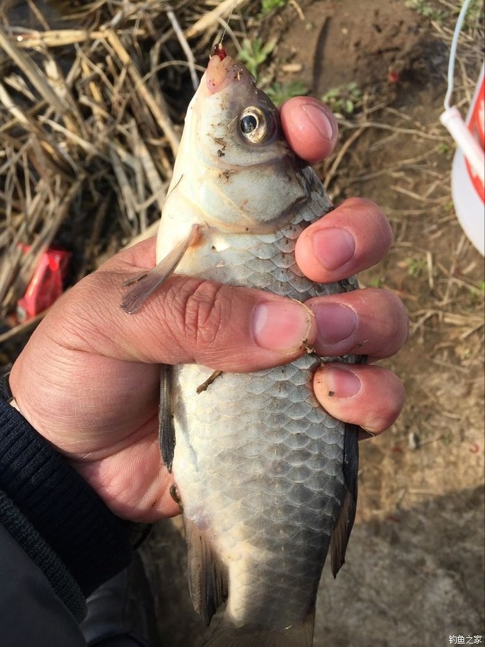 春天钓鲫鱼,春天钓黑坑新鱼