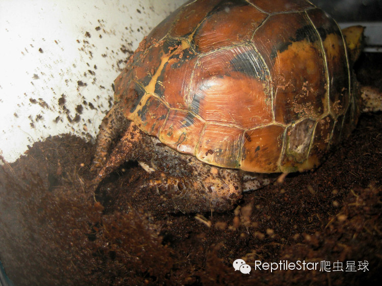 流水账解说dota,流水账跟台账优缺点