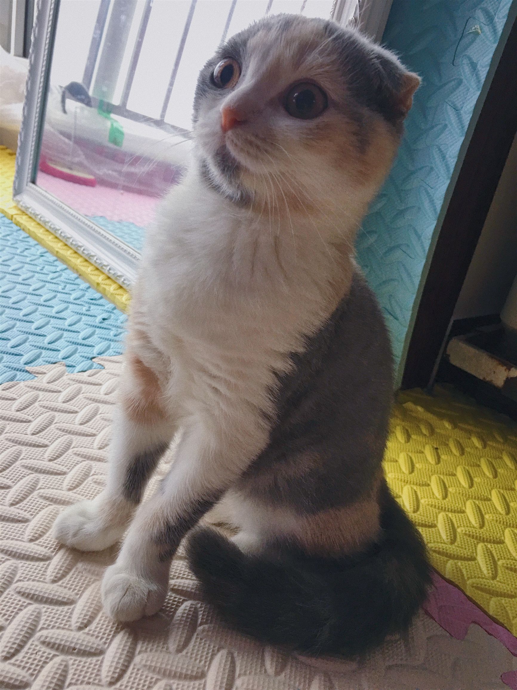 家里养了两只猫是什么体验,养两只猫一公一母好还是两公好