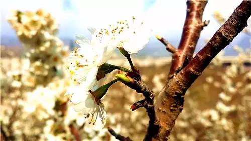 春暖花开：猴年春灿烂，樱桃花争艳，君若假日闲，关河金坪岸！