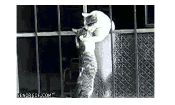 主人给狗子吃辣椒,主人给狗狗吃泡面