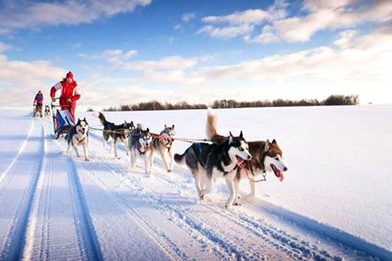 宠物哈士奇与雪橇犬的区别,土狗拥有哈士奇的性格