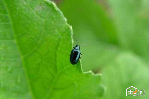 种植白菜心怎么管理,防治白菜萝卜病虫害哪个药好