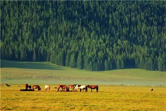 多彩阿勒泰哈巴河,多彩新疆阿勒泰禾木村