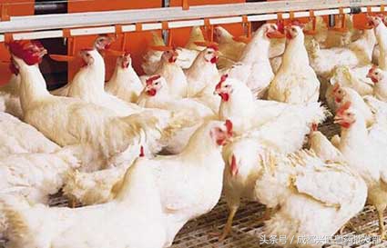 肉鸡慢性呼吸道疾病的综合防治，你愿意错过吗？