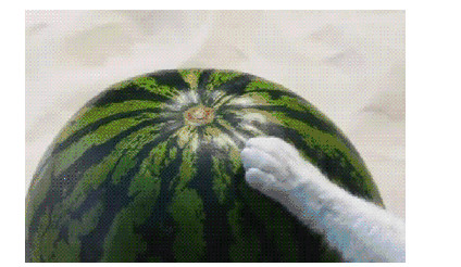 主人给狗子吃辣椒,主人给狗狗吃泡面