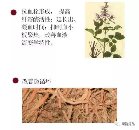 丹参功效查询,丹参深度讲解