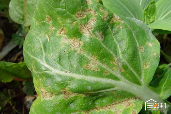 种植白菜心怎么管理,防治白菜萝卜病虫害哪个药好