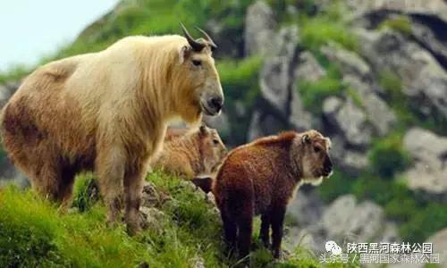 探秘黑河森林公园,黑河森林公园野生动物