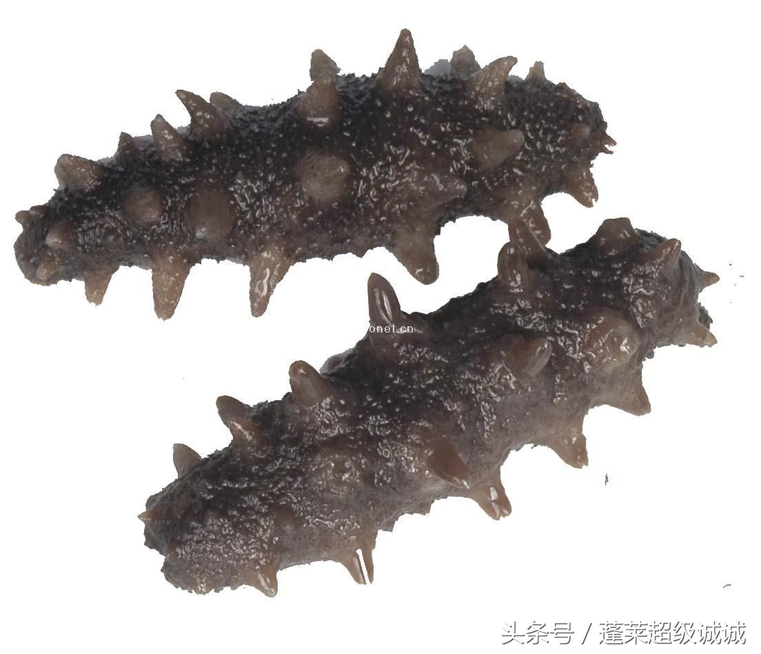 孕妇怎样吃海参营养最好,海参怎么吃好吃又营养