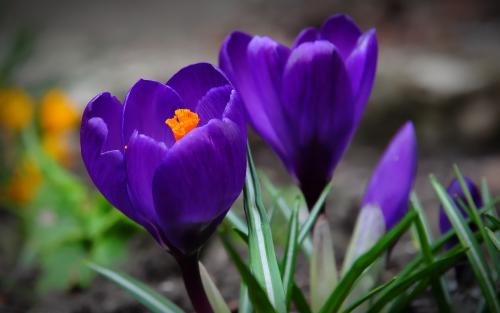 最好看的花藏红花,藏红花被誉为女性之花