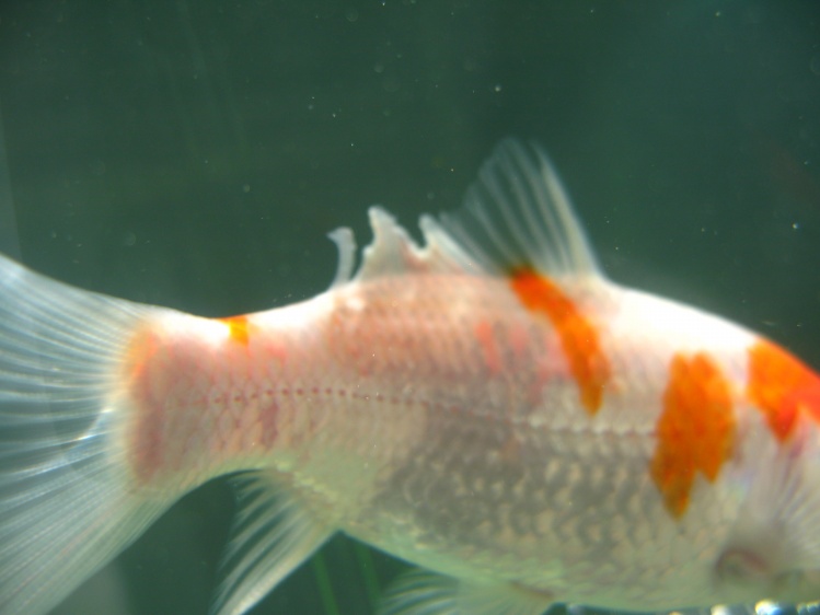 热带鱼烂鳍烂尾怎么治疗,热带鱼烂尾烂鳍怎么治疗