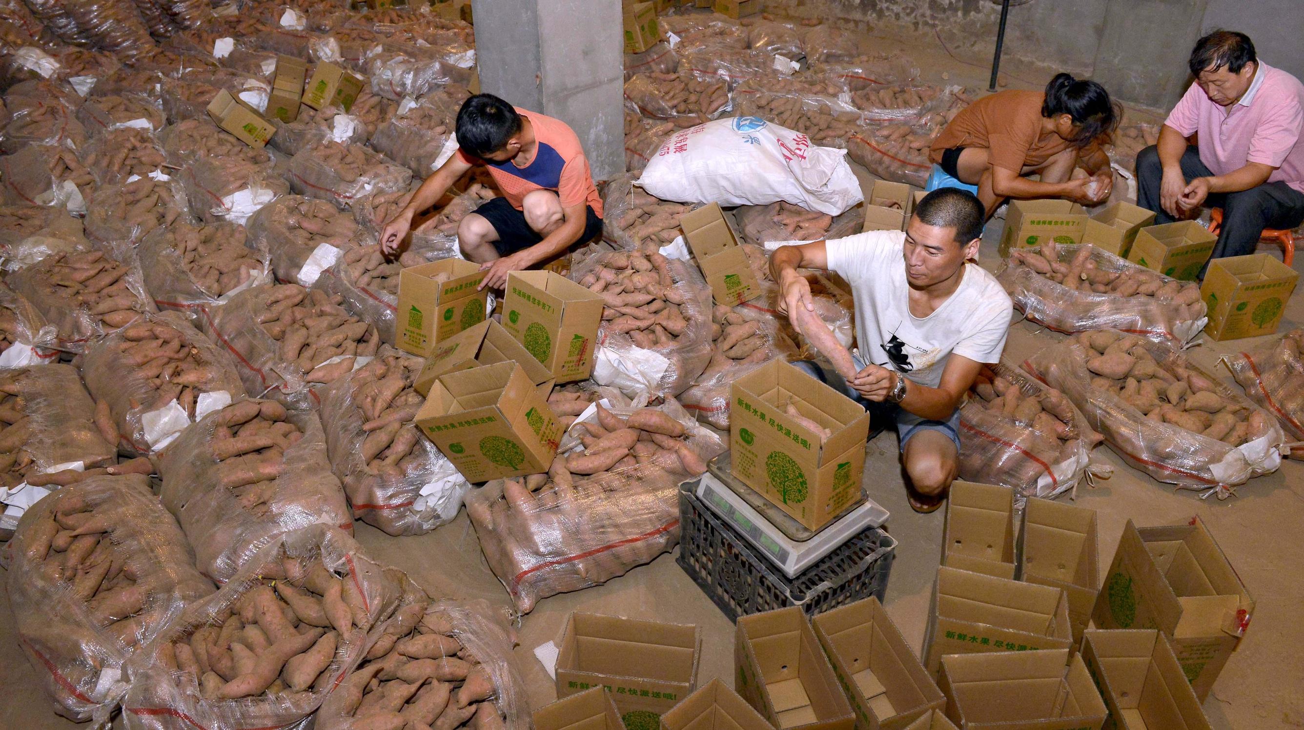 河南小伙卖红薯,两小伙卖红薯一天500斤