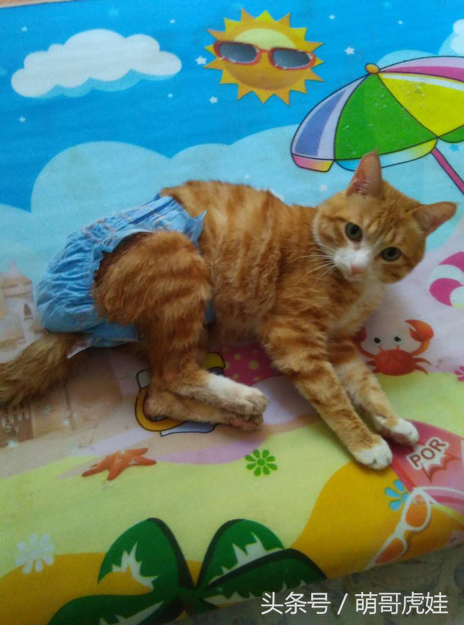 小猫平时很乖巧过一阵就尿床,小猫总是半夜来床上枕头上尿尿