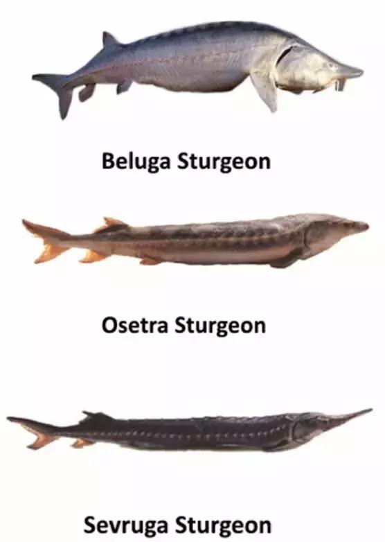 普通鲟鱼有鱼子酱吗,鲟鱼的卵是鱼子酱