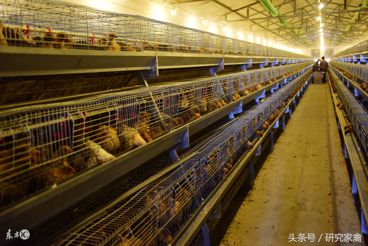 大肉食鸡肺不好怎么回事,大肉食鸡呼吸道