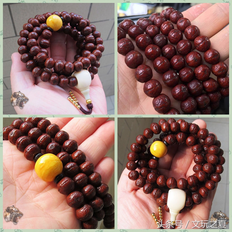 如何选择凤眼菩提,凤眼菩提如何选择