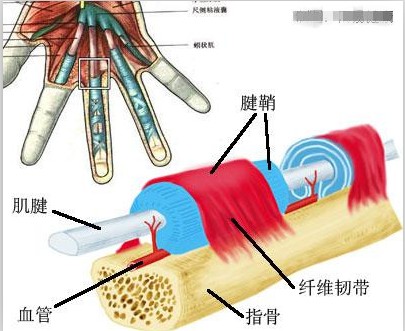 拇指弹响治疗方法,拇指腱鞘炎弹响最快的恢复方法