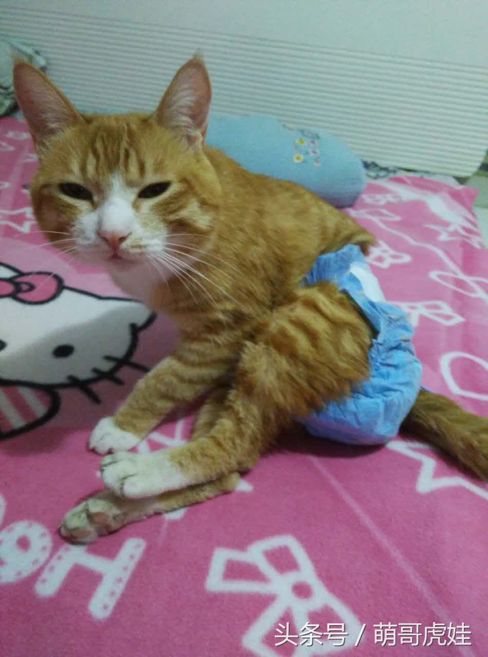 小猫尿床穿纸尿裤,宠物猫老是尿床